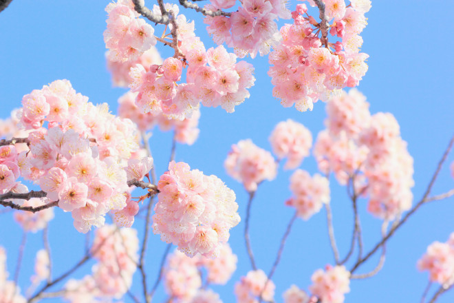 桜・春